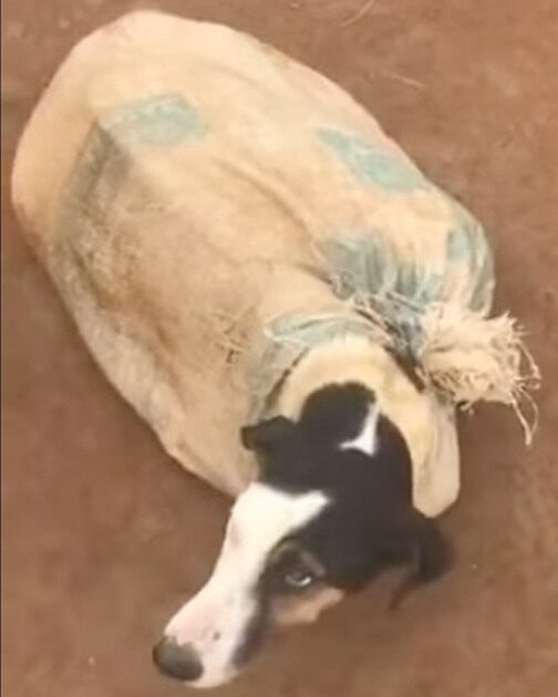 Momma dog found tied up in sack on abandoned road, when vet looks ...