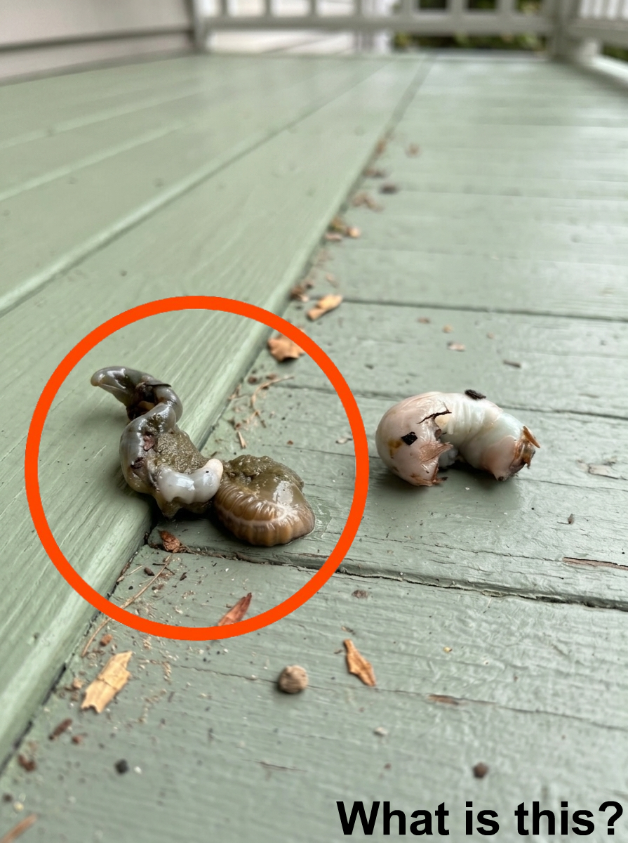 I went out onto the balcony this morning and saw this on the floor ...